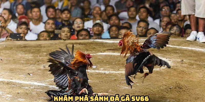 gioi-thieu-da-ga-sv66