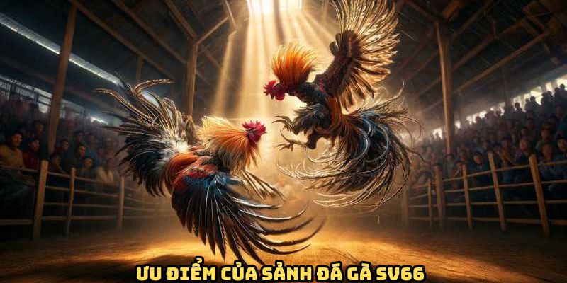 uu-diem-sanh-da-ga-sv66